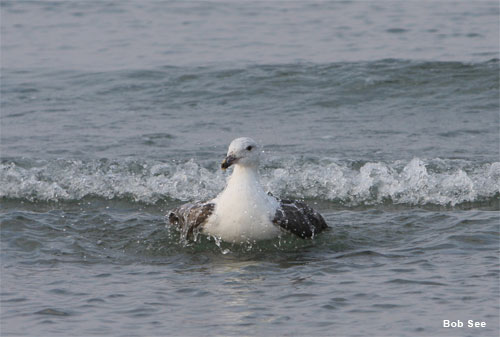 Seagull Bath by Bob See