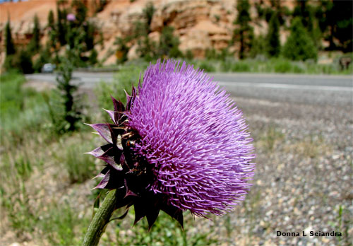 Tunnel Thistle by Donna L Sciandra