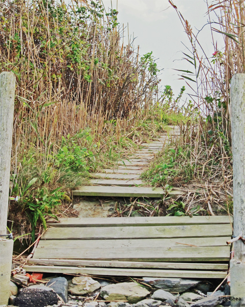 Beach Path, Interrupted by Lisa Shea